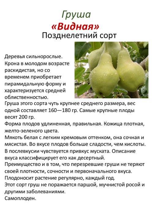 15 лучших сортов груши для средней полосы. описание и фото — ботаничка.ru