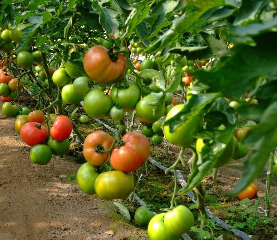 Выращивание помидор в украине