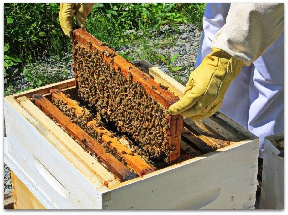 Зимовка пчел, как обустроить и какие работы провести для нормального фунционирования улья зимой