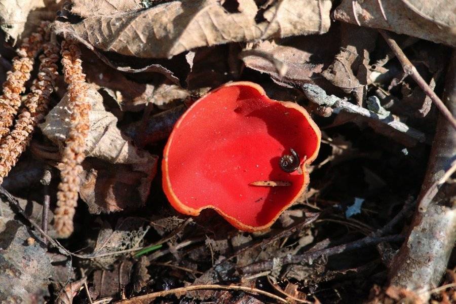 Грибы растущие весной. весенние съедобные грибы фото. какие грибы собирают весной. рецепты из первых грибов. какие съедобные грибы появляются первыми, описание, рецепты приготовления. какие съедобные