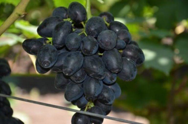 Виноград ромбик: описание сорта, фото, видео, отзывы