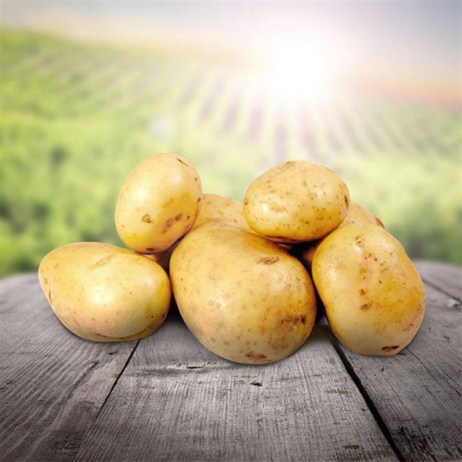 Картофель коломбо: описание сорта, характеристика, фото, отзывы | qlumba.com