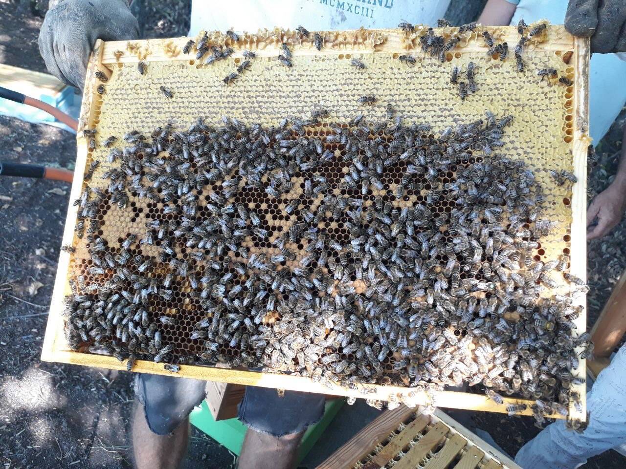 Бизнес пчеловодство: как начать, подробный разбор
