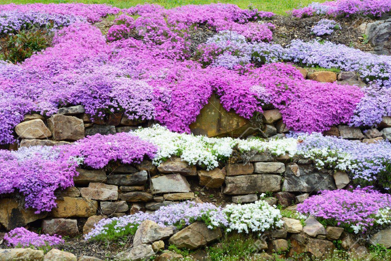 Цветущие почвопокровные многолетники: примеры оформления сада