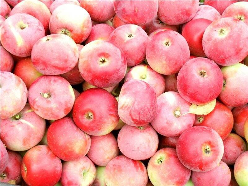 Лучшие сорта яблонь 2021 года: рейтинг вкусных, сладких яблок для средней полосы россии
