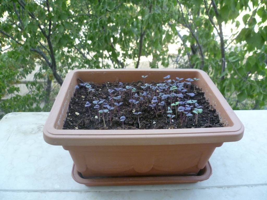 Как сажать базилик и когда: выращивание в открытом грунте, посадка семян, уход и подкормка, что садить после, сбор урожая многолика