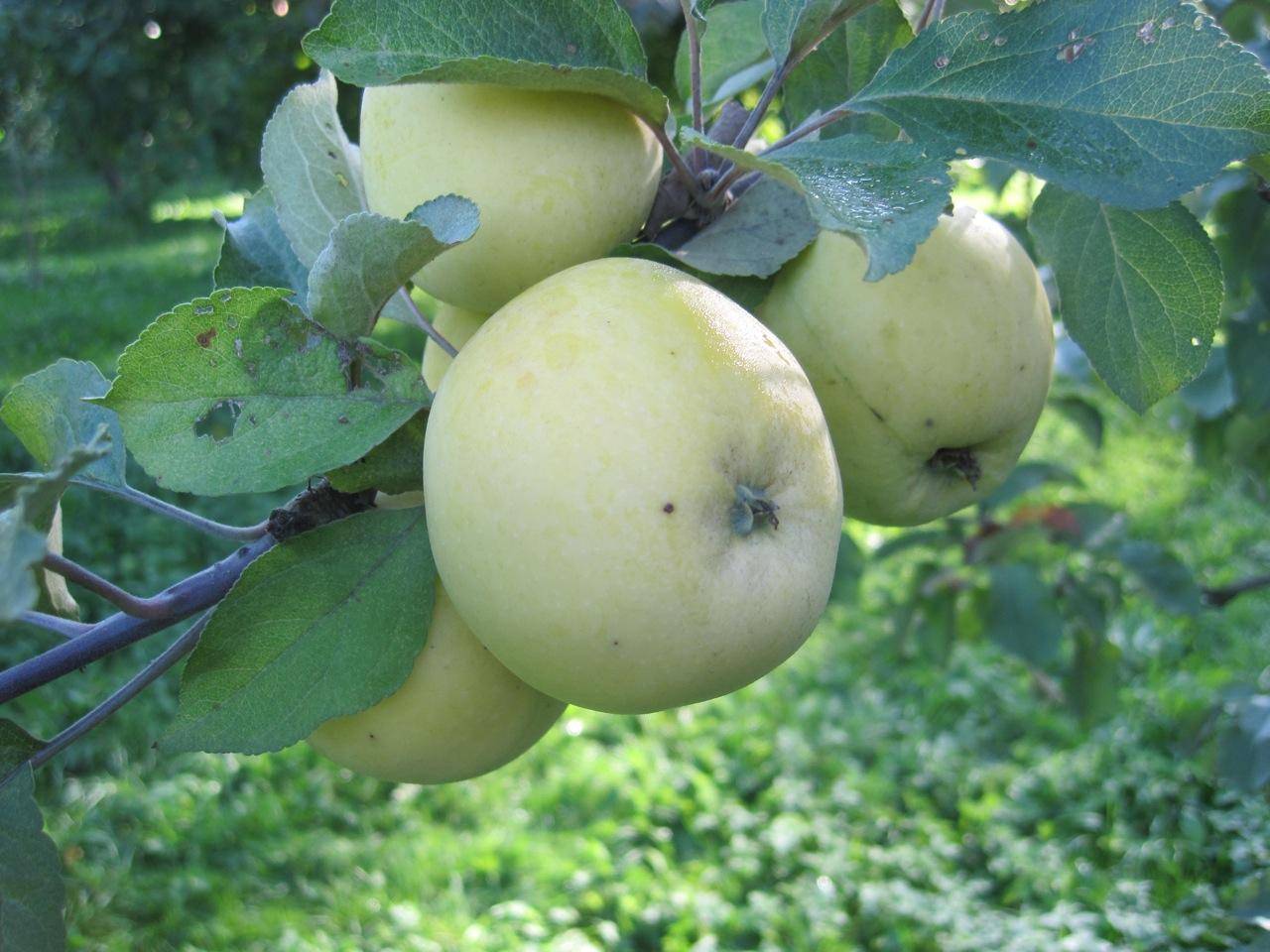 ✅ яблоня славянка: описание и характеристика сорта, выращивание и уход, фото - tehnoyug.com