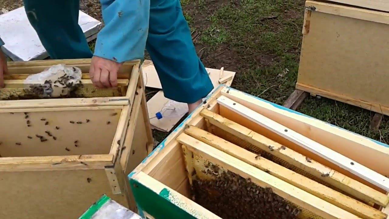 Тонкости пересадки пчел в новые ульи