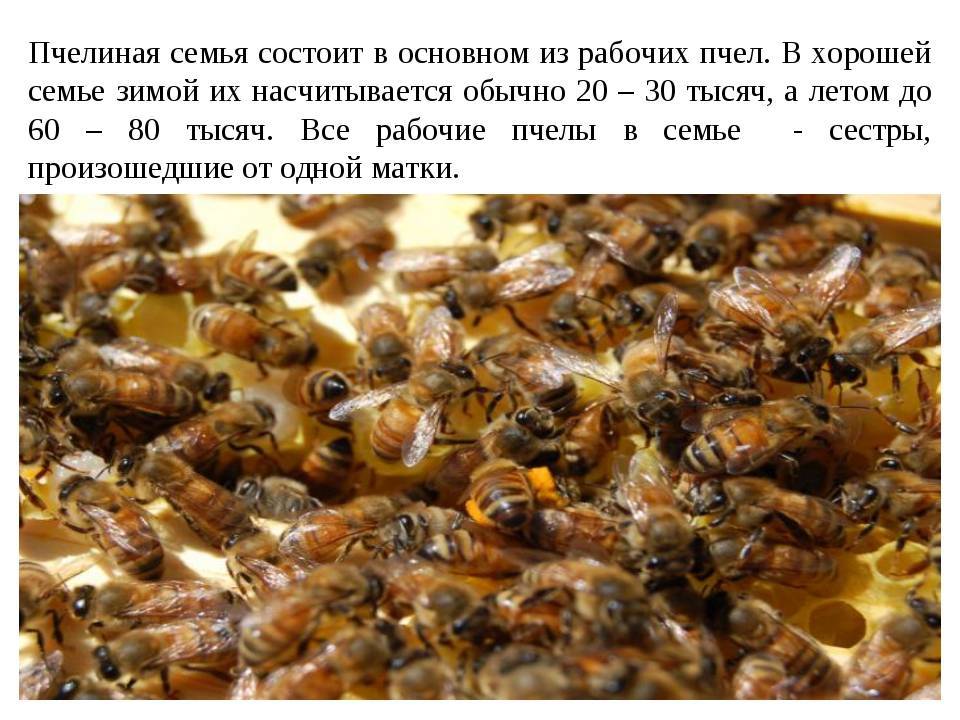 Как выводить маток пчелы: календарь, популярные методы вывода пчелиных маток