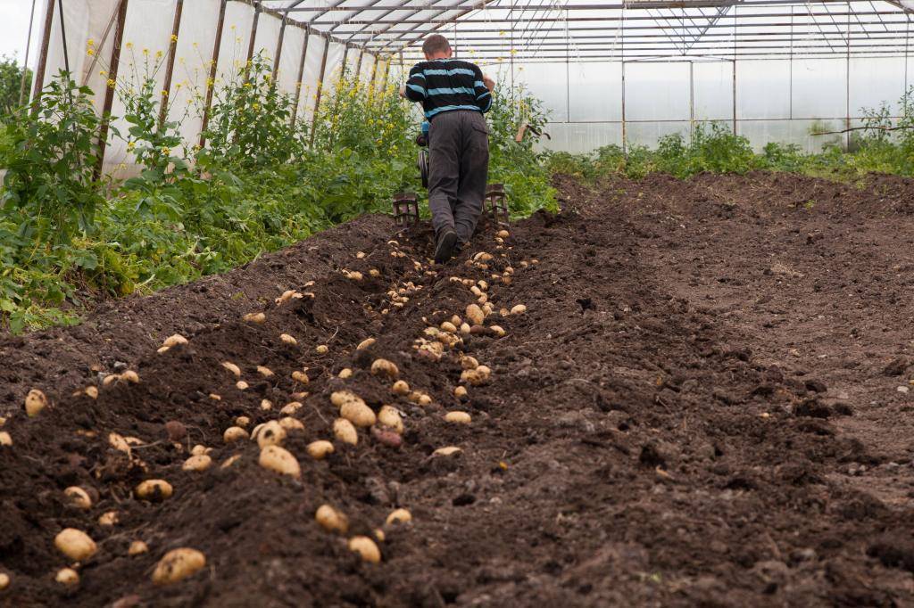 Какова урожайность картофеля с 1 га в россии?