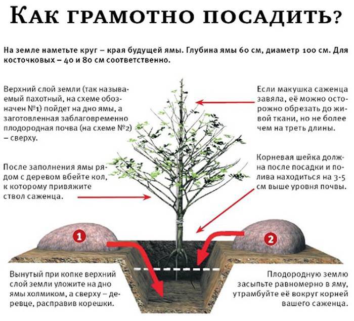 Как правильно посадить саженцы плодовых деревьев