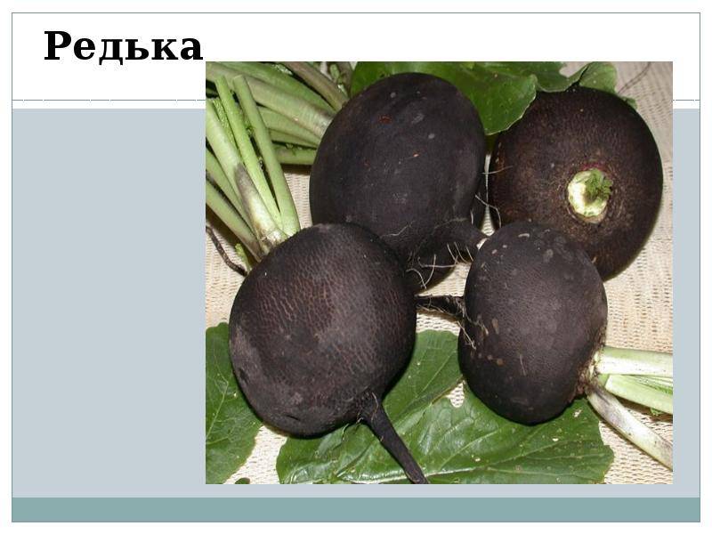 Редька описание сортов