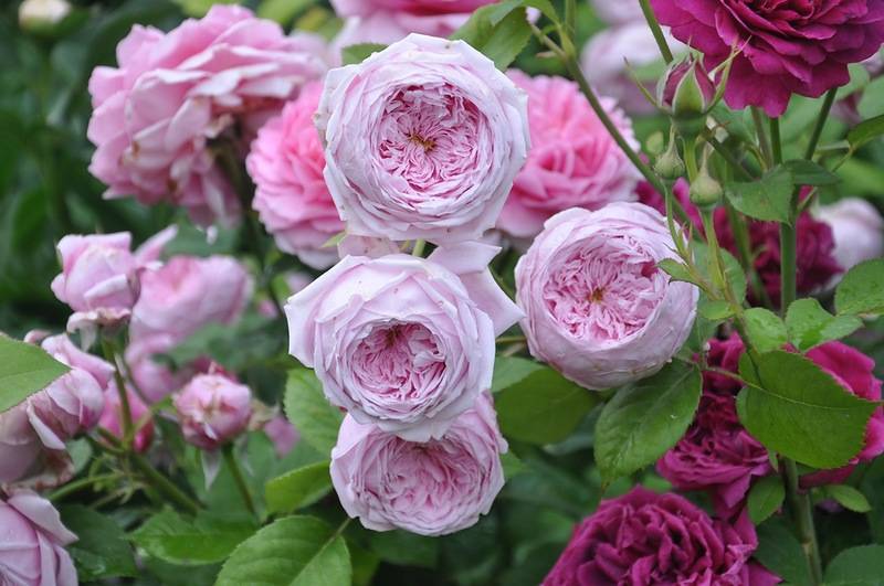 Пионовидные розы: описание 15 лучших сортов, посадка и уход в открытом грунте
