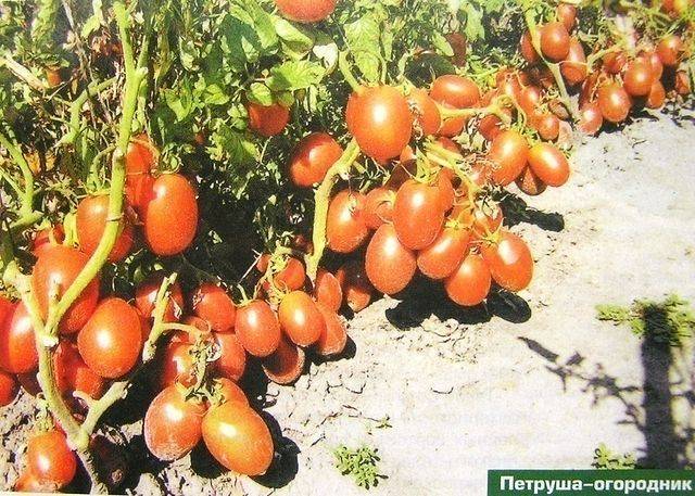 Томат петруша огородник: описание сорта, отзывы, фото