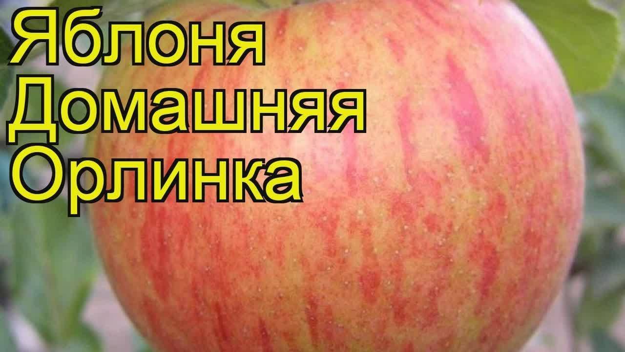 Описание сорта яблони орлинка: фото яблок, важные характеристики, урожайность с дерева