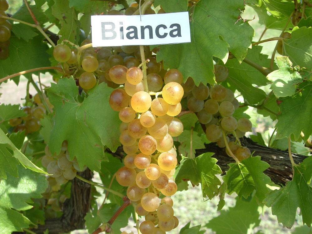 Виноград бианка: что это за технический сорт, описание и характеристики лозы