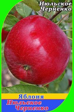 Яблоня июльское черненко описание и характеристики сорта выращивание и уход