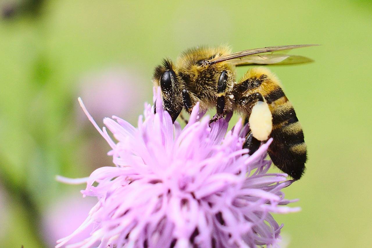 Медоносные растения и травы: лучшие медоносы для пчел