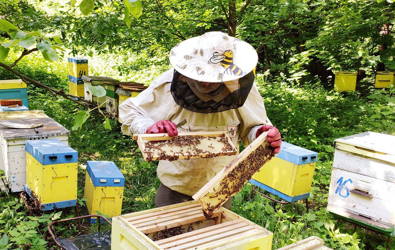 Весенние работы на пасеке: уход за пчелами весной после зимовки
