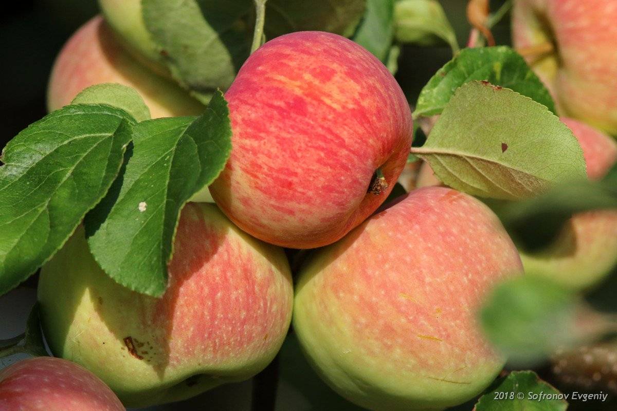 Почему стоит выращивать летний сорт яблони яблочный спас