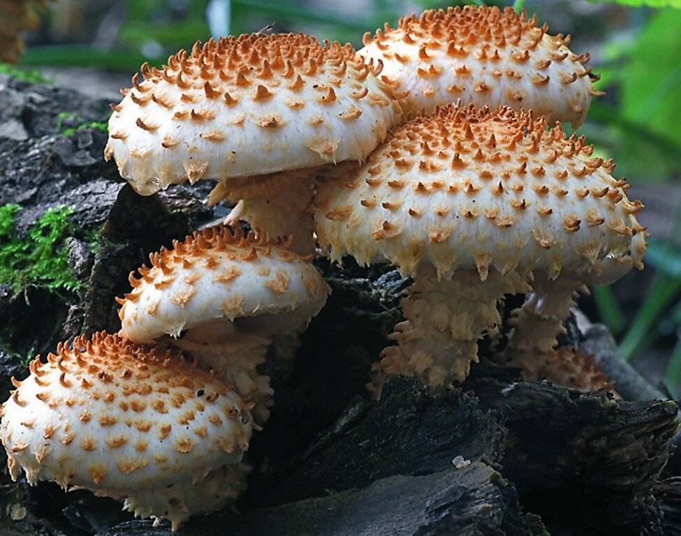 Съедобный гриб чешуйчатка: фото и описание видов чешуйчатки (обыкновенная, золотистая и боровая)