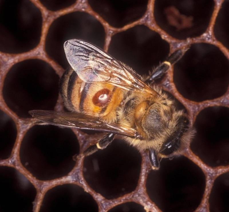 Осенняя обработка пчел от варроатоза: лечение со 100% результатом