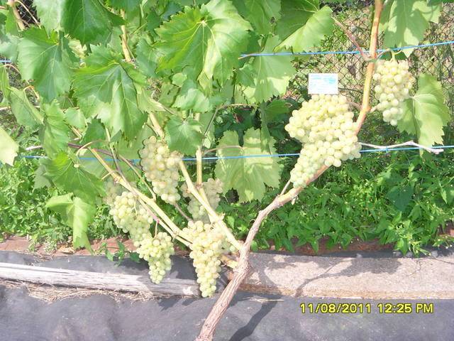 Кишмиш 342 — описание и характеристики сорта винограда