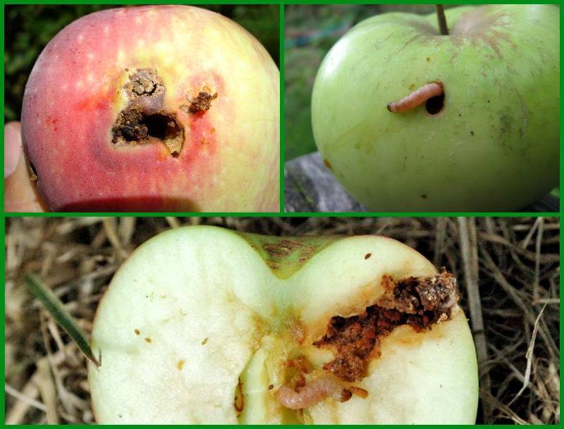 Плодожорка на яблоне (яблонная плодожорка) – описание вредителя и методы борьбы и профилактики, чем обработать яблоню, препараты