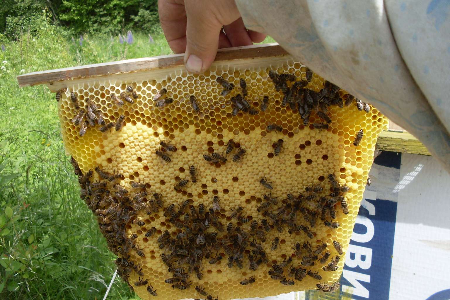 Расширение гнезд. 500 советов пчеловоду