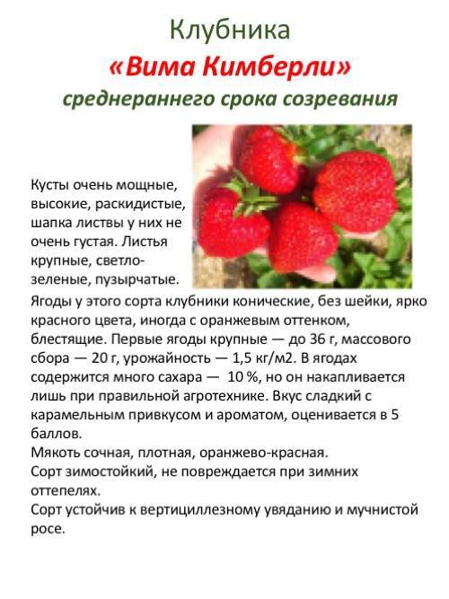 Клубника «кимберли» – натуральные витамины в начале лета