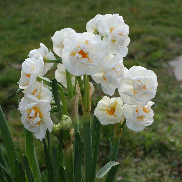 Нарцисс: посадка, уход и выращивание в открытом грунте (+фото цветов)комнатные цветы и растения, уход за ними в домашних условиях