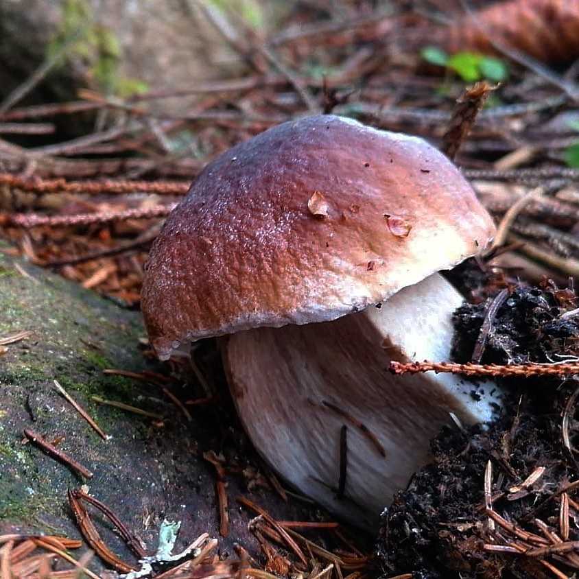 Виды грибов в самарской области