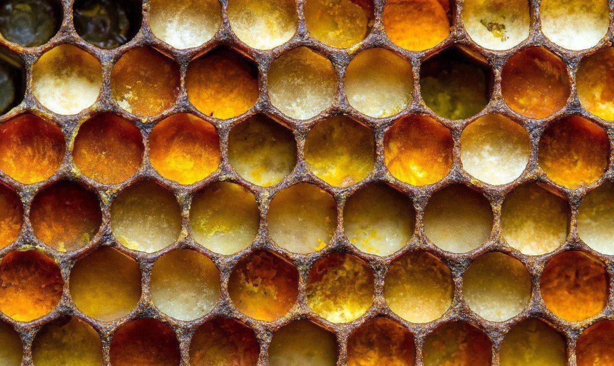 Пчелиные соты: состав, хранение, польза, лекарственные свойства