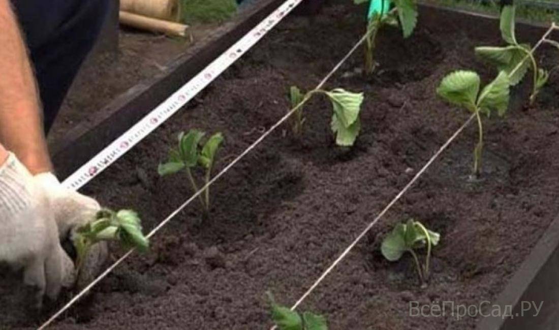 Самые лучшие способы выращивания клубники и рекомендации садоводов