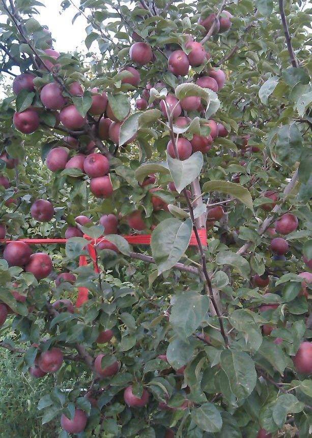 Яблоня спартан: описание и характеристики сорта, особенности выращивания, уход