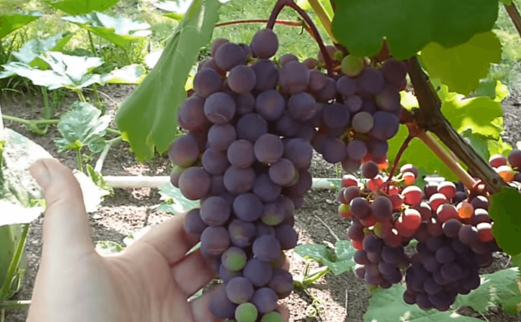 Виноград фиолетовый ранний: европейско-амурский универсальный сорт