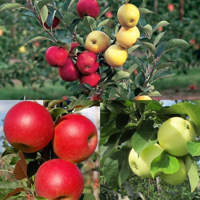О яблоне чудное, описание карликового сорта, характеристики, агротехника
