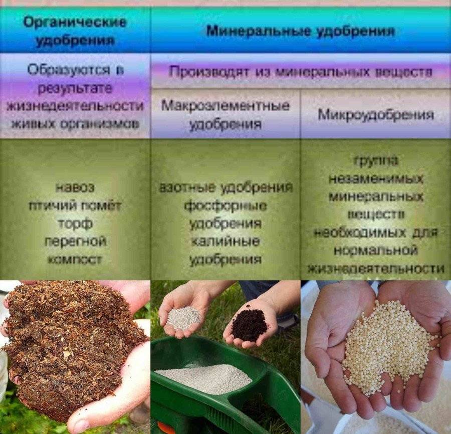 Минеральные удобрения для растений и их классификация