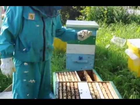 Метод цебро в пчеловодстве