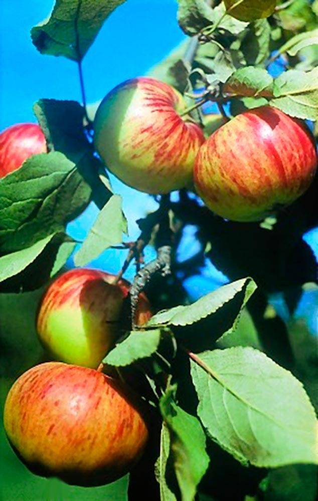 Яблоня коричное полосатое: особенности сорта и ухода