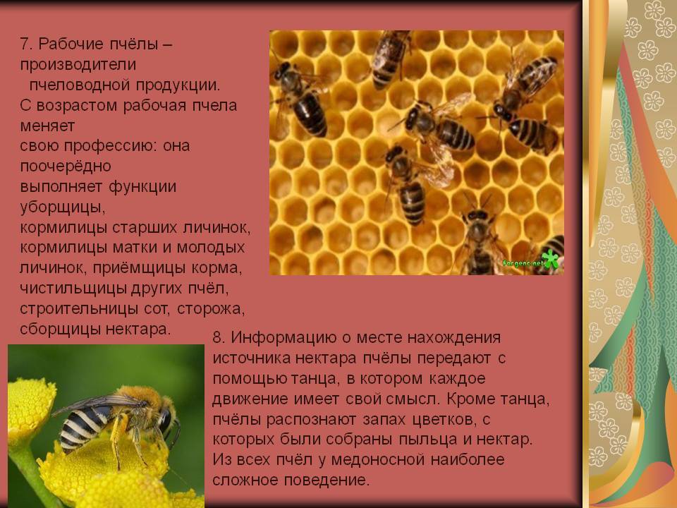 Сколько пчел в одной семье и сколько она может дать меда