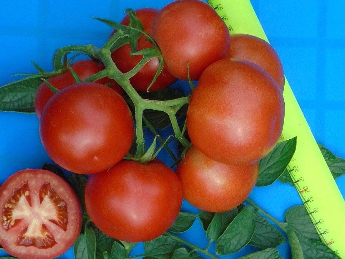 Лучшие индетерминантные сорта томатов для россии и ее регионов