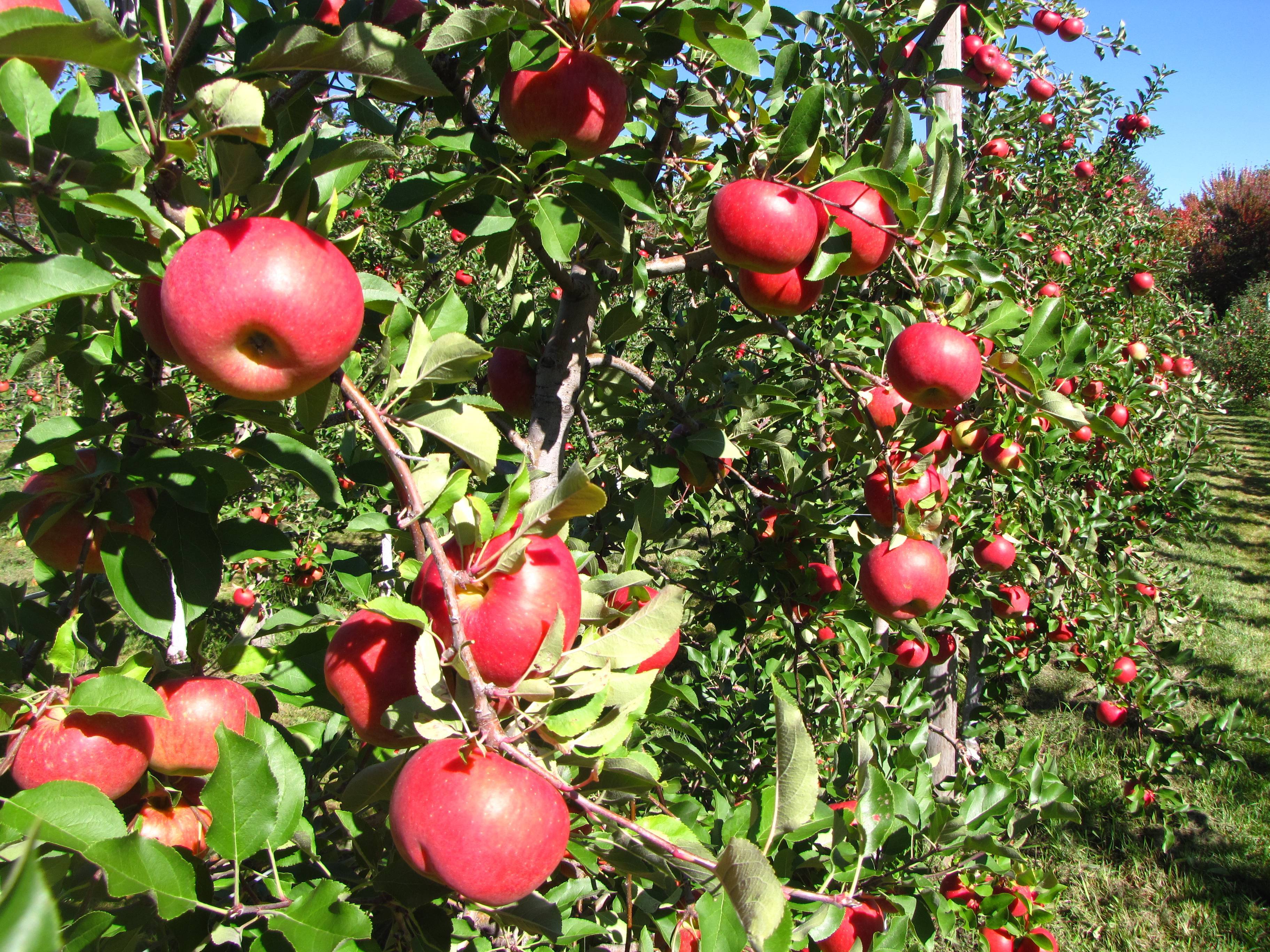 Яблоня: рекомендуемые сорта и приемы выращивания для средней полосы россии