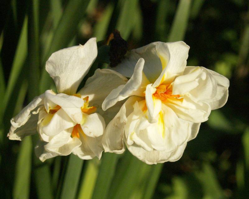 Нарцисс: описание, выращивание и размножение