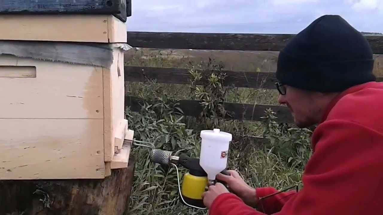 Обработка пчел от клеща осенью - методы диагностики и лечения