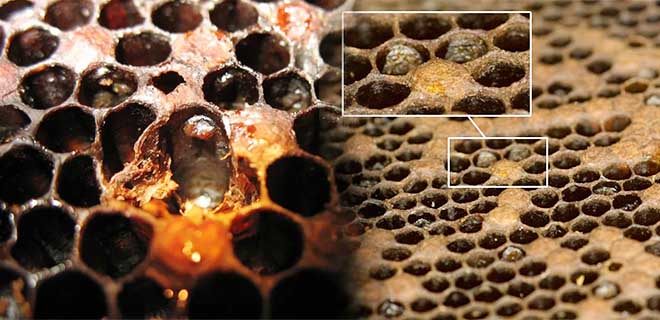 Как вовремя диагностировать гнилец у пчел и начать лечение, трудности и нюансы.