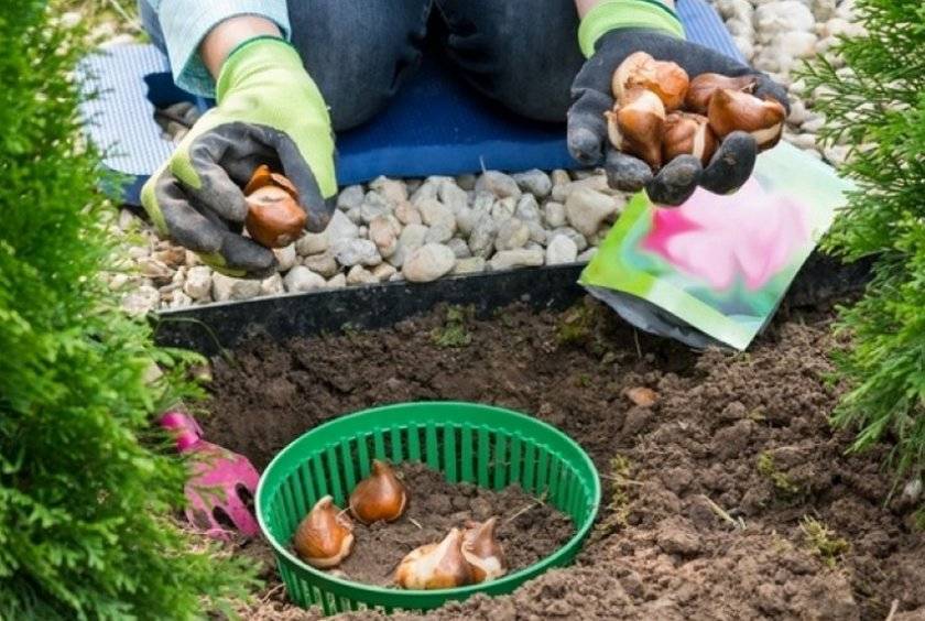 Как сажать тюльпаны в корзины для луковичных: хитрости и тонкости