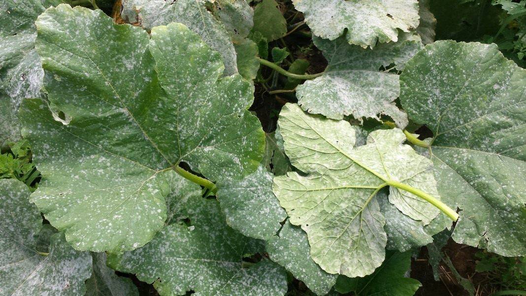 Болезни кабачков: чем лечить и обработать, фото пораженных листьев, почему трескается стебель