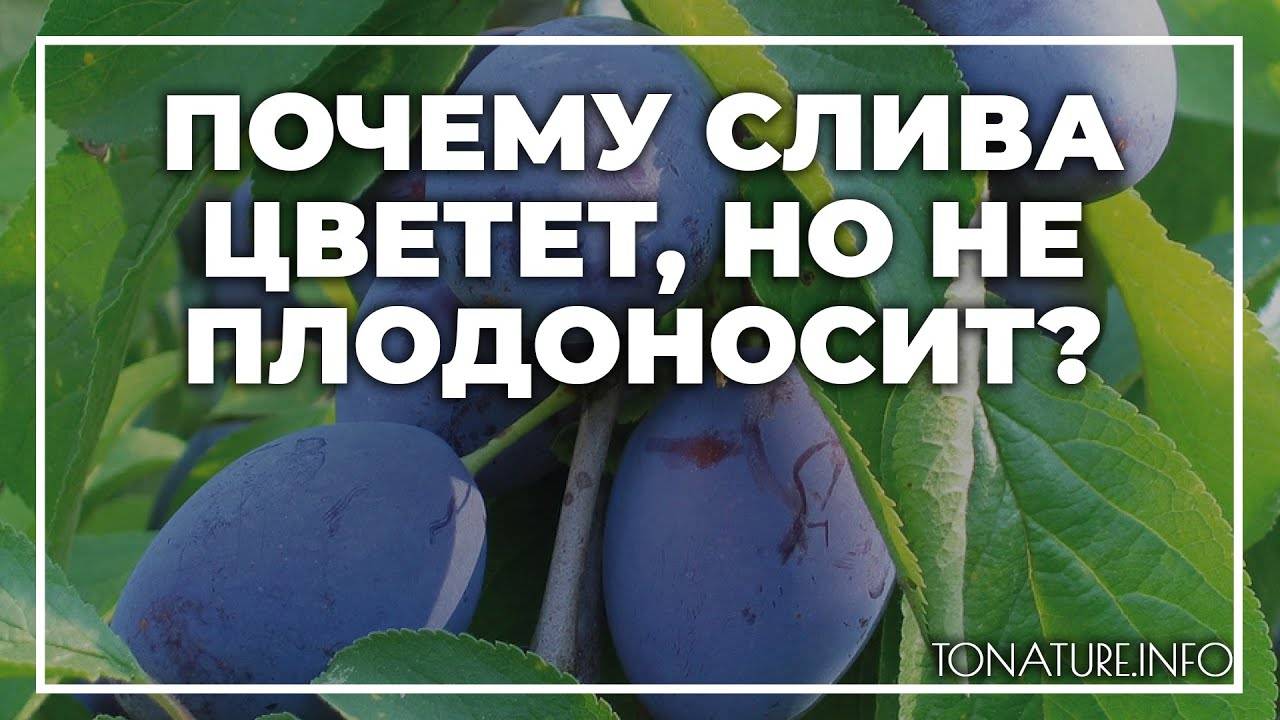 ᐉ как заставить плодоносить сливу - godacha.ru