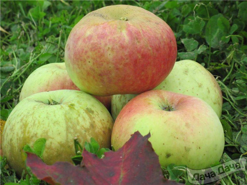 Описание сорта яблонь татьянин день, характеристики урожайности и регионы выращивания